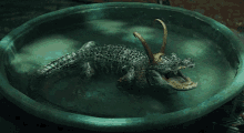 Loki Alligator GIF - Loki Alligator Growl GIFs