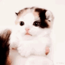 a person is holding a calico kitten in their hands and it is looking at the camera .