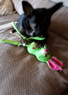 Dog Toy GIF - Dog Toy Play Time GIFs