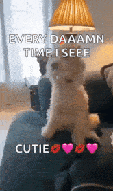 a dog is sitting on a couch with a lamp in the background and says every daaamn time i see cutie
