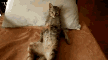 Bro, Just Chill Out GIF - Netflix And Chill Cat Relax GIFs