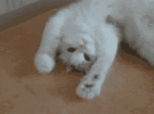 a white cat is playing with a green ball that has the letter e on it