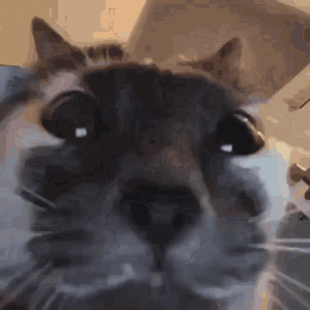 Cat Face Cat Faces GIF - Cat Face Cat Faces Cats - Discover & Share GIFs in  2023