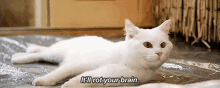 Cat It Will Rot Your Brain GIF