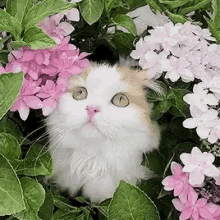Kitty Flowers GIF - Kitty Flowers Cute GIFs