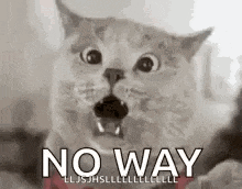 a cat is screaming with its mouth open and the words `` no way '' written next to it .