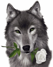 wolf rose flower stare flower for you