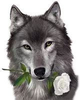 a wolf with a white rose in his mouth