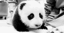 Pandita GIF - Panda Pandita GIFs