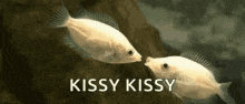 Kissy Fish GIF - Kissy Fish GIFs
