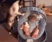 Cat Baby GIF - Cat Baby You Like It GIFs