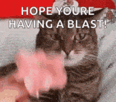 Mind Blown GIF - Mind Blown Cat GIFs