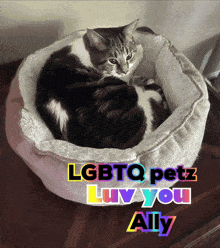 a cat laying in a cat bed with the words lgbtq petz luv you ally written on the bottom