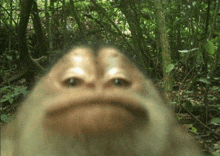 a close up of a monkey 's face in the jungle