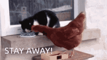 Cat Slap GIF - Cat Slap Food GIFs