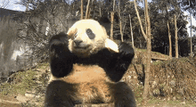Panda Shocked GIF - Panda Shocked Kristel GIFs