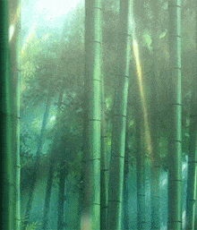 Bamboo GIF - Bamboo GIFs