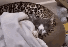 Kittens Sleeping GIF - Kittens Sleeping Cute GIFs