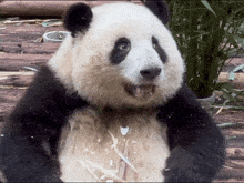 Panda Huahua GIF - Panda Huahua Huahuapanda GIFs