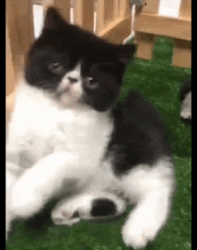 Cat Khawpan Baby Cute Atom 001 GIF - Cat Khawpan Baby Cute Atom 001 GIFs