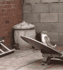 Funny Animals Cats GIF - Funny Animals Cats Jump GIFs