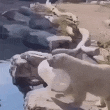 Polar Bear Dumb GIF - Polar Bear Dumb Splash GIFs
