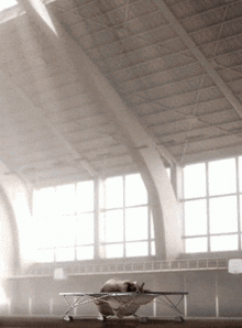a cat is laying on a trampoline in an empty gym