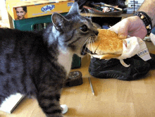 a cat eating a hamburger in front of a box of quibbles