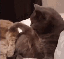 Cat Licking GIF - Cat Licking Cute GIFs