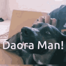 Cachorro Dog GIF - Cachorro Dog Vira Lata GIFs