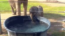 Baby Elephant Drinking Water GIF - Baby Elephant Drinking Water GIFs