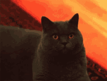 Stop Loafing Angry GIF - Stop Loafing Angry Cat GIFs