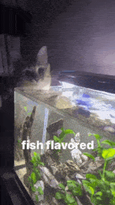 a cat looking at a fish tank with the words fish flavored