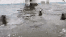 a polar bear is swimming in a flooded area .