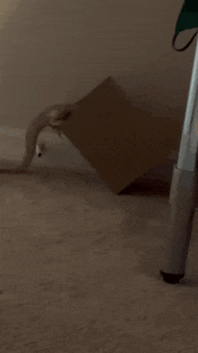 a cardboard box is laying on a carpeted floor
