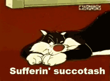 Sylvester Cat GIF