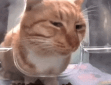 an orange and white cat is sitting inside of a glass container .