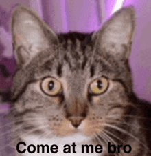 a cat is looking at the camera with the words `` come at me bro '' written below it .