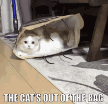 Cats Out Of The Bag The Word Is Out GIF