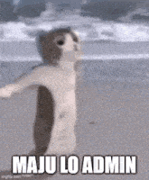 a naked cat is standing on a beach with its arms outstretched and says maju lo admin .