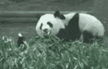 Eating Letmeeat GIF - Eating Letmeeat Panda GIFs
