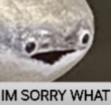a close up of a snake 's face with the words `` im sorry what '' written above it .