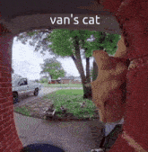 Ivan Cat GIF
