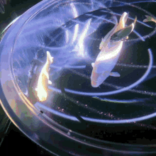 two fish are swimming in a clear aquarium with a blue light behind them