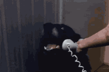 Dog Telephone GIF