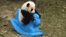Panda Cute GIF - Panda Cute Playful GIFs