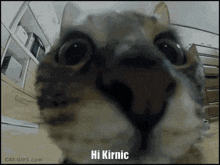 a close up of a cat 's face with the words hi kirnic below it