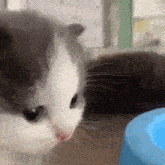 a close up of a gray and white cat looking at a blue object