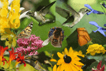 a collage of flowers and birds including a hummingbird