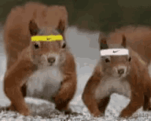Work Out Squirrel GIF